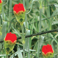 Crop Support Nets